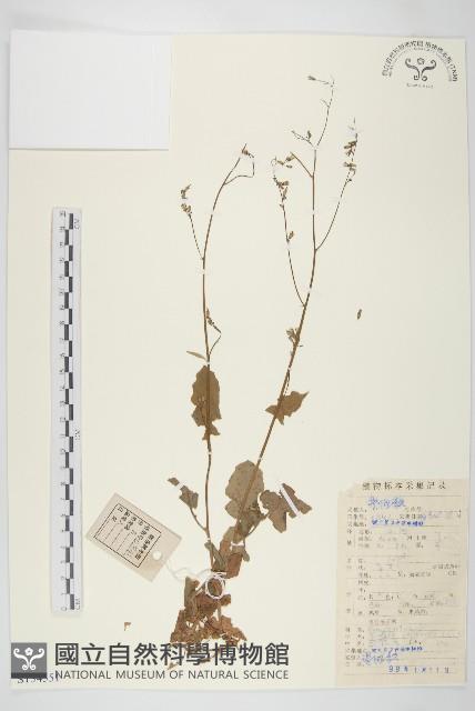 黃鵪菜藏品圖，第1張