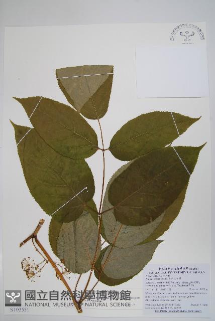 登錄號:S103551藏品圖，第1張