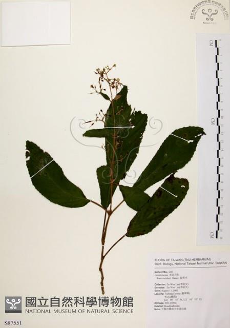 旋莢木藏品圖，第1張