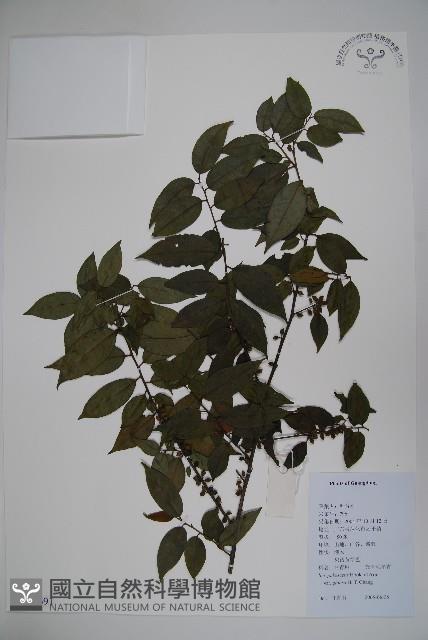 登錄號:S126691藏品圖，第1張