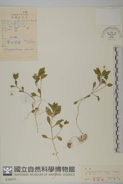 蔓假繁縷藏品圖，第1張