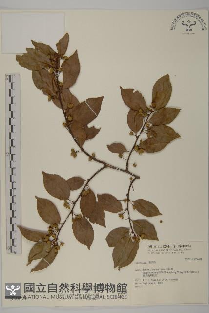 南華南蛇藤，青江藤藏品圖，第1張