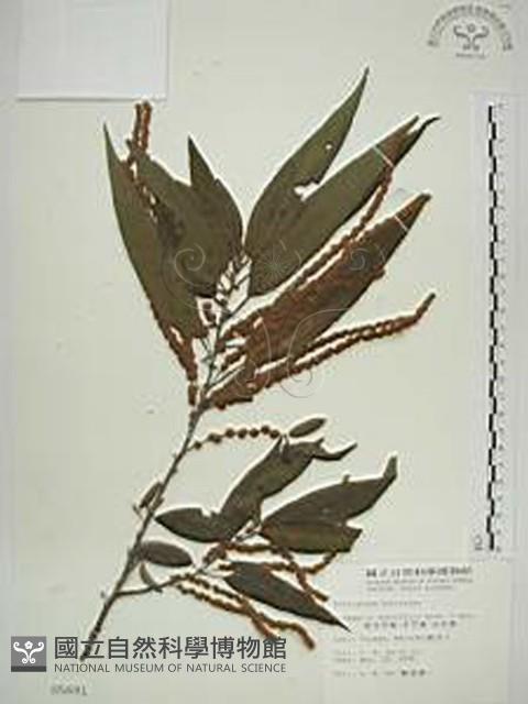 密花苧麻、木苧麻藏品圖，第1張