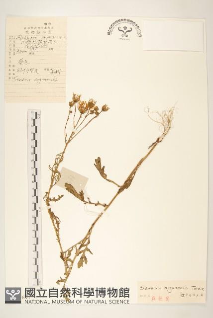 羽葉千里光藏品圖，第1張