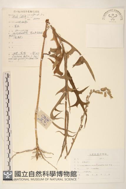 Accession Number:S107691 Collection Image, Figure 1, Total 3 Figures