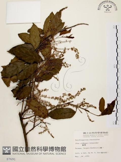 鼠刺藏品圖，第1張
