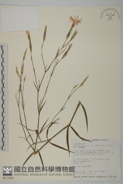 長萼瞿麥藏品圖，第1張