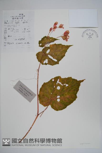 中華秋海棠藏品圖，第1張