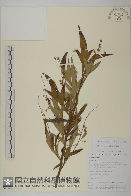 牛尾蒿藏品圖，第1張