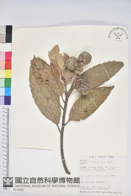 鬼石櫟藏品圖，第1張