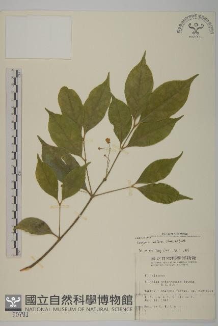 闊葉樓梯草藏品圖，第1張