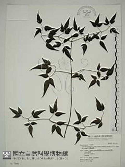 巴氏鐵線蓮藏品圖，第1張