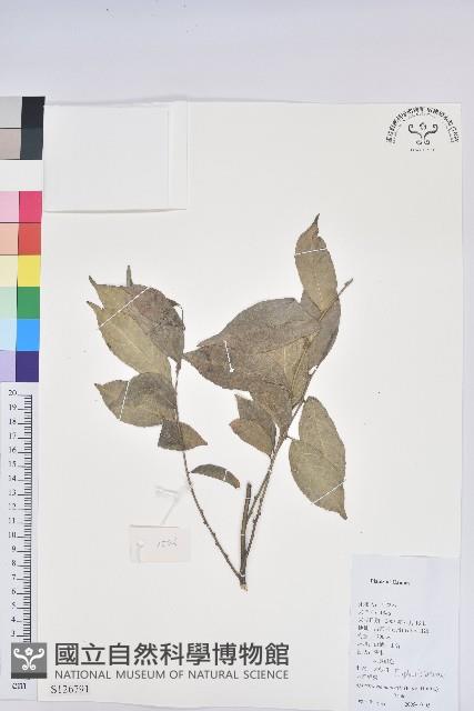 雲南銀柴藏品圖，第1張