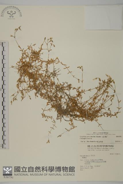 玉山卷耳藏品圖，第1張