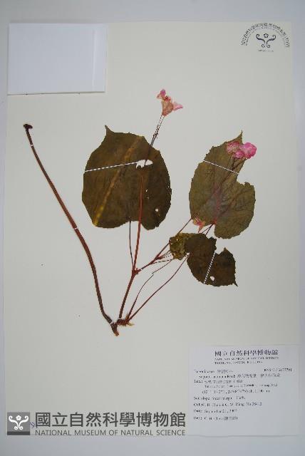 裂葉秋海棠、巒大秋海棠藏品圖，第1張