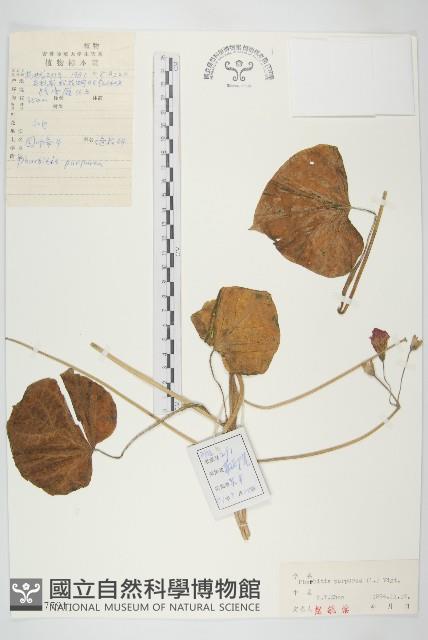 圓葉牽牛藏品圖，第1張