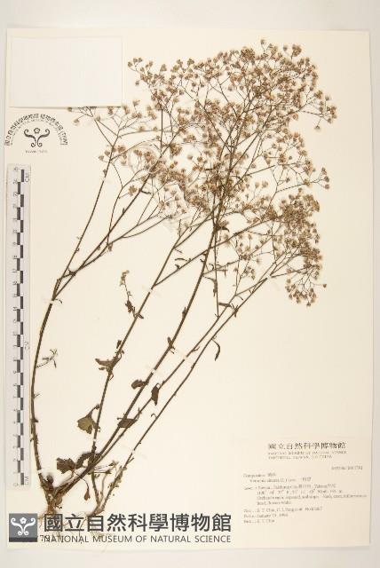 一枝香藏品圖，第1張