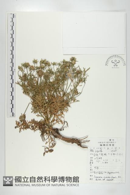 小連翹藏品圖，第1張