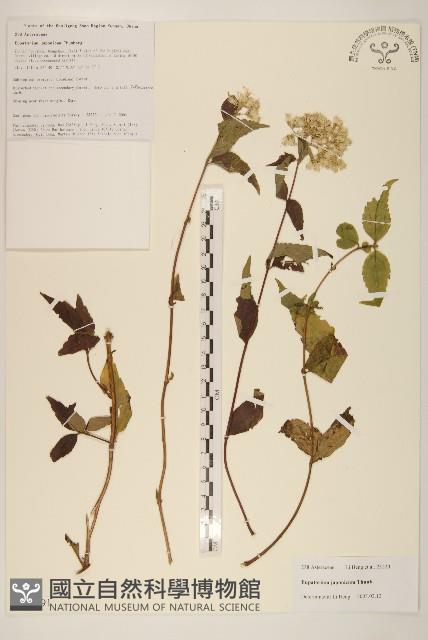 Accession Number:S106291 Collection Image, Figure 1, Total 3 Figures