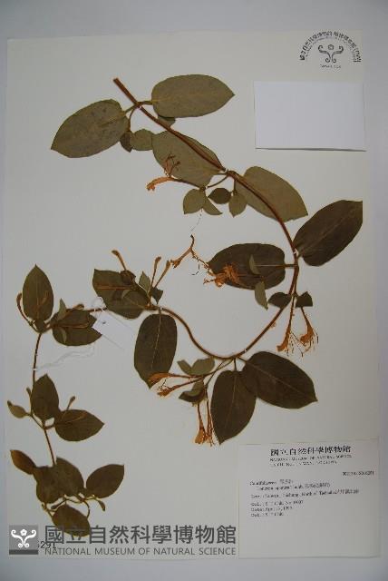 忍冬、金銀花藏品圖，第1張