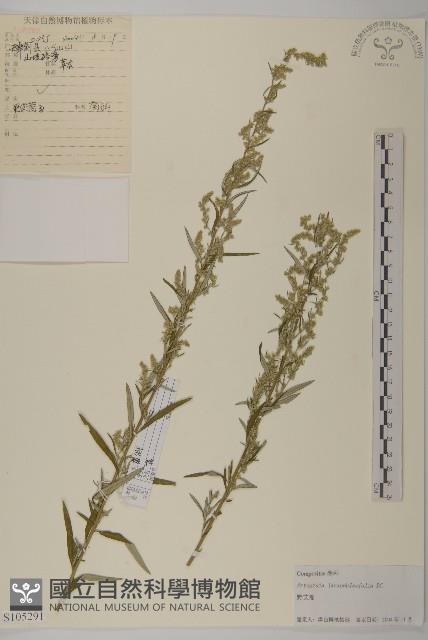 野艾蒿藏品圖，第1張