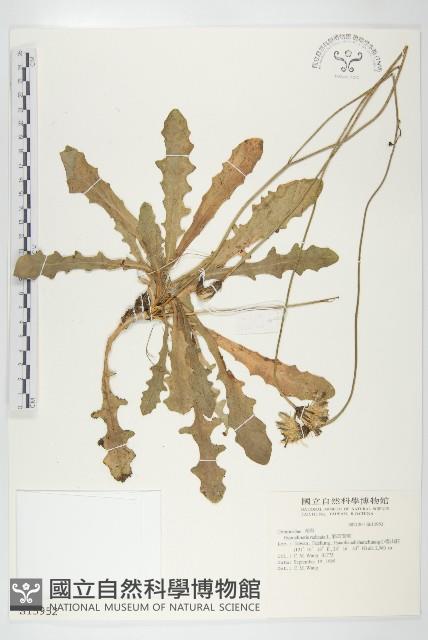 青牛膽藏品圖，第1張