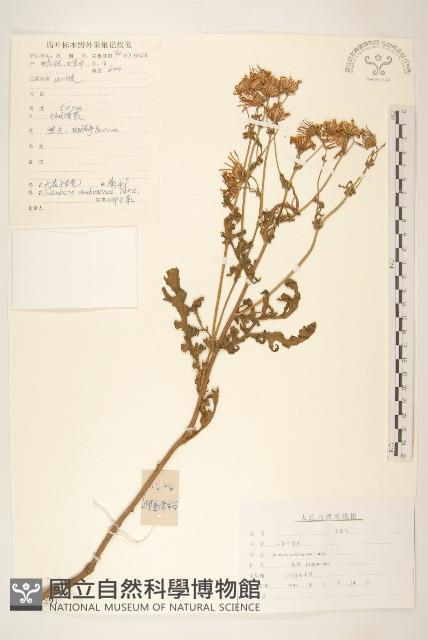 大花千里光藏品圖，第1張