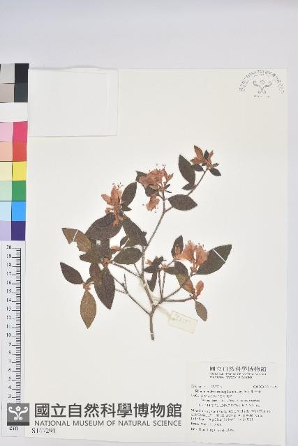 紅毛杜鵑藏品圖，第1張