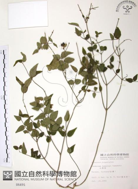 山素英藏品圖，第1張