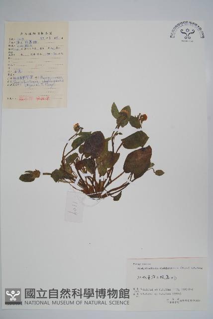 浙贛車前紫草藏品圖，第1張