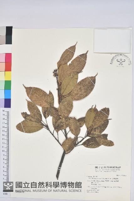 赤柯、赤椆、森氏櫟藏品圖，第1張