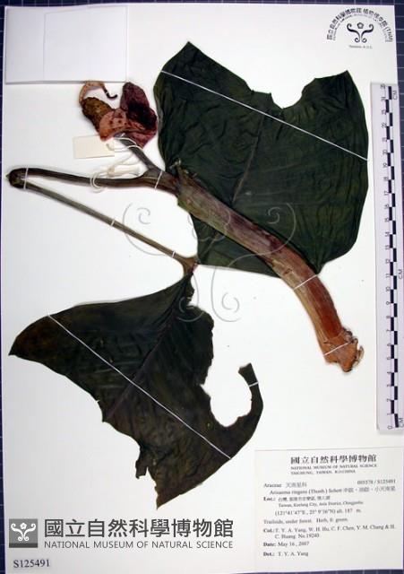 申跋、油跋、小天南星藏品圖，第1張