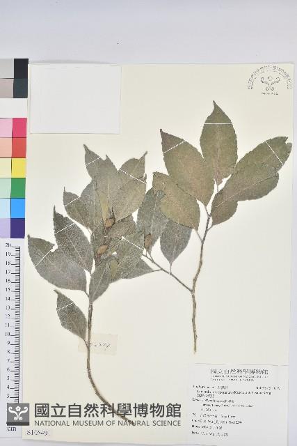 臺灣假黃楊藏品圖，第1張