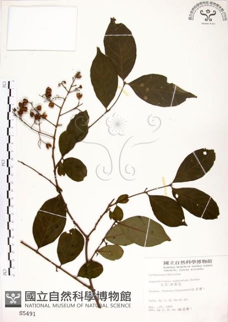 九芎藏品圖，第1張