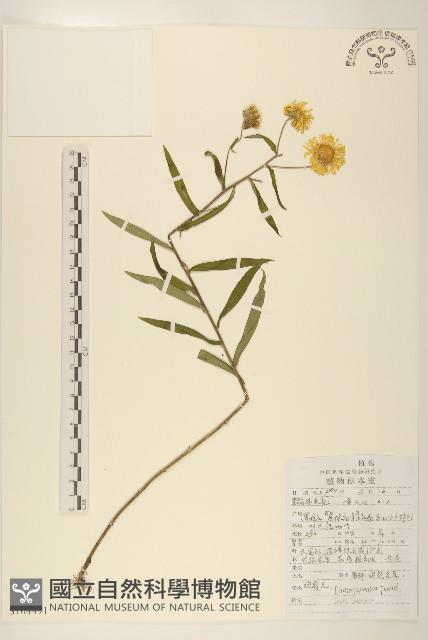 旋覆花藏品圖，第1張