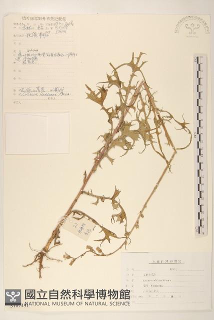 毛脈山蒿苣藏品圖，第1張