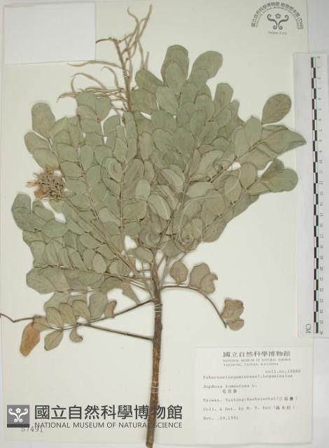 毛苦參藏品圖，第1張