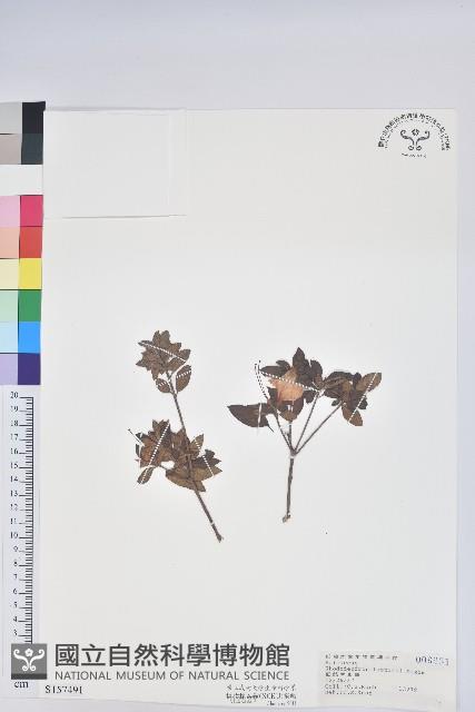 大武杜鵑藏品圖，第1張