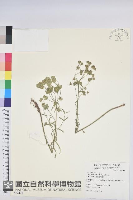 貓眼草藏品圖，第1張