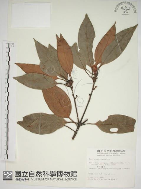 金新木薑子藏品圖，第1張