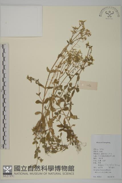 簇生卷耳藏品圖，第1張