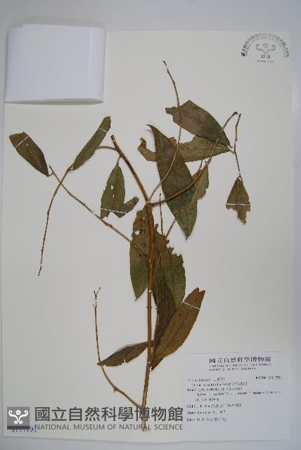 銳葉山柑藏品圖，第1張