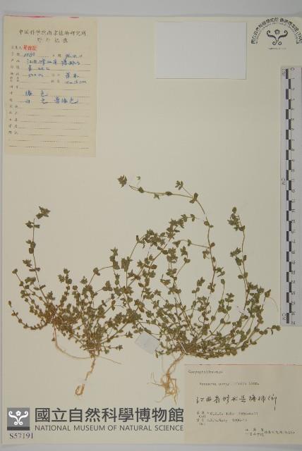 無心菜、鵝不食草藏品圖，第1張