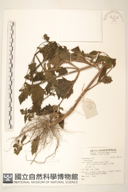 登錄號:S137191藏品圖，第1張