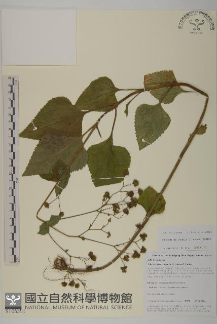 下田菊藏品圖，第1張