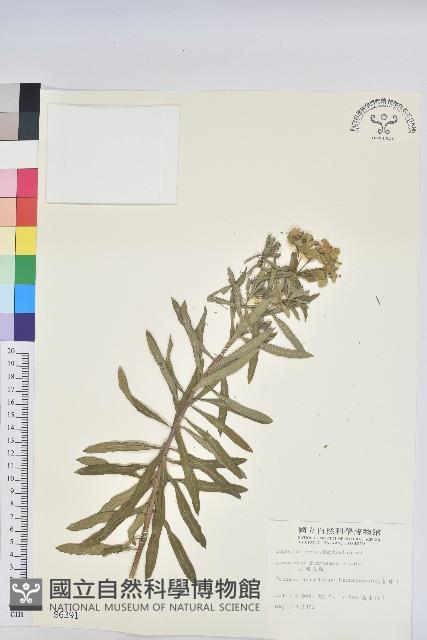 臺灣大戟藏品圖，第1張