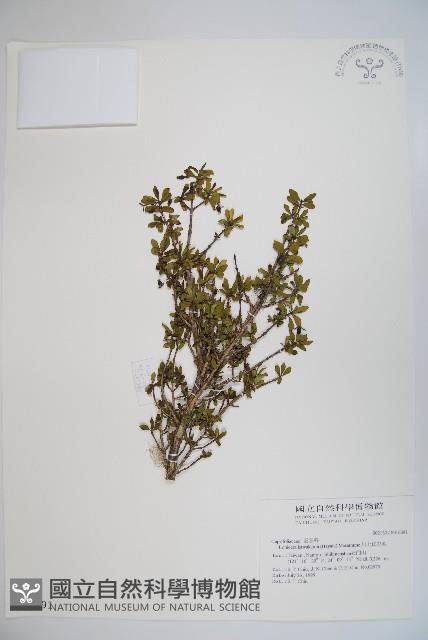 川上氏忍冬藏品圖，第1張