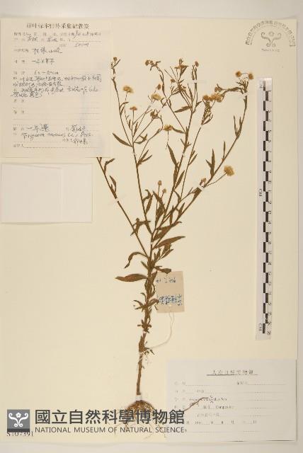 白頂飛蓬藏品圖，第1張