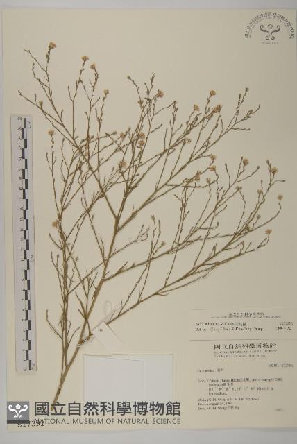 掃帚菊藏品圖，第1張