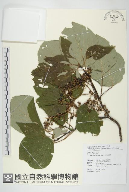 梜木藏品圖，第1張